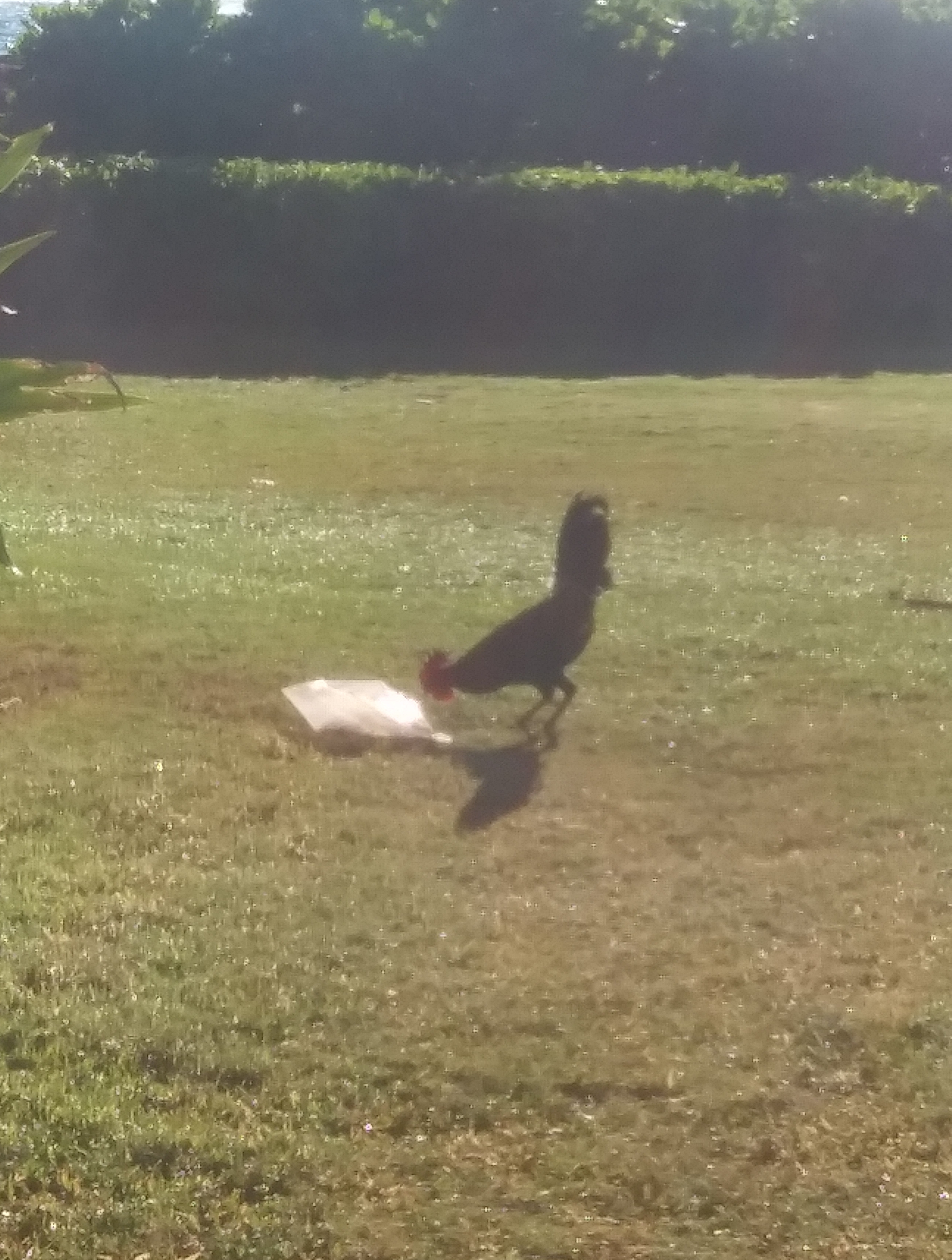 rooster stole a bag of food